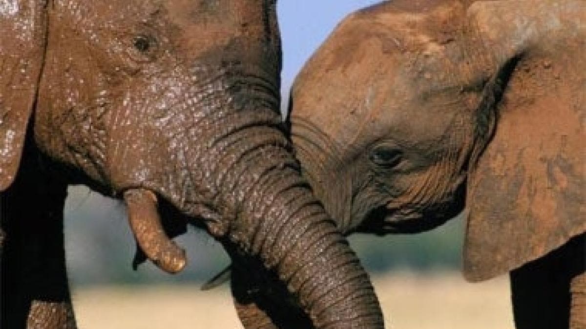 Indonesia prohíbe paseos en elefante: victoria del pueblo